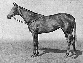 Image illustrative de l’article Mumtaz Mahal (cheval)