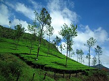 Munnar Hillscape Munnar Hillscape.jpg