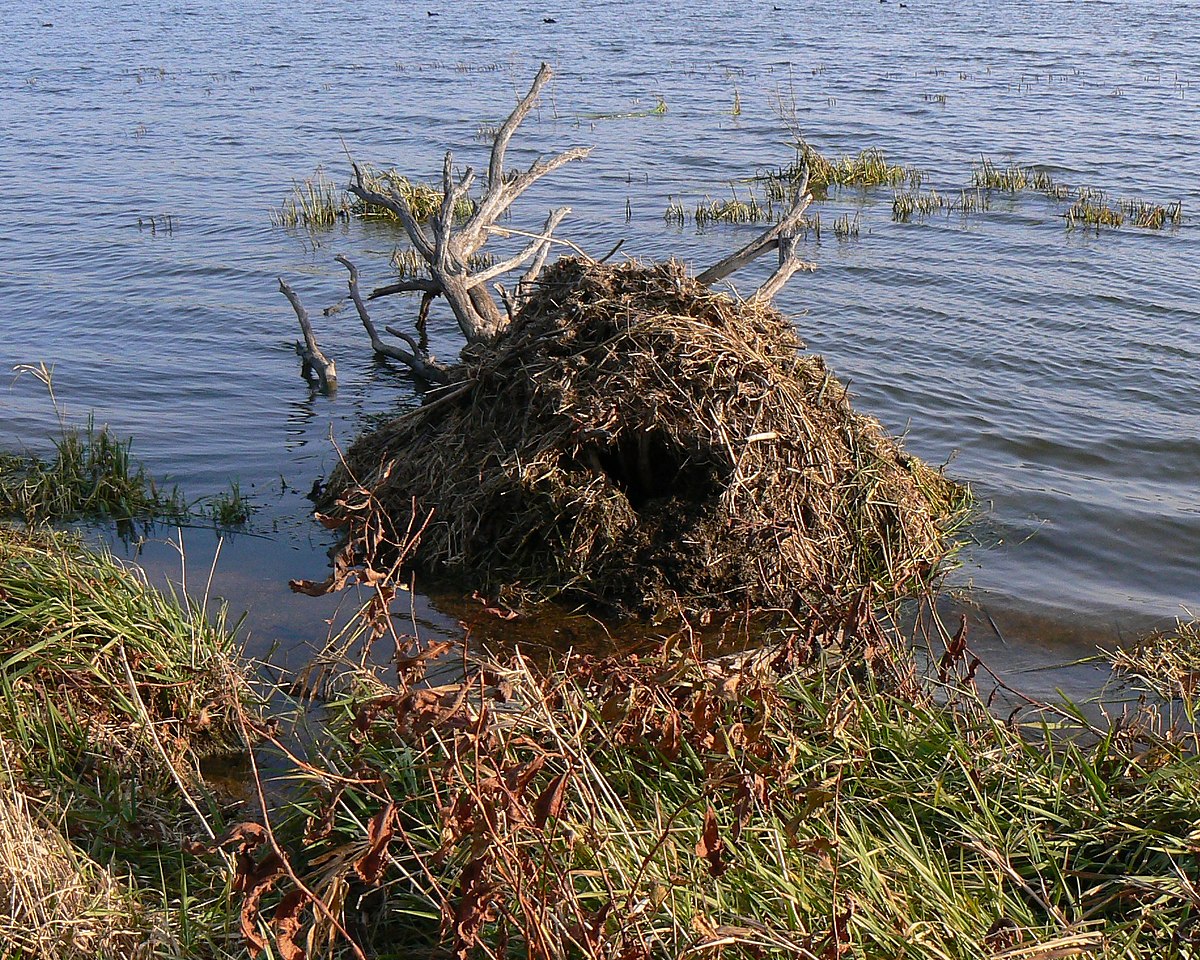 muskrat house