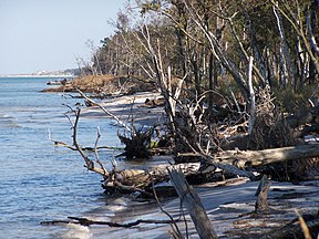 Wildküste östlich von Zingst