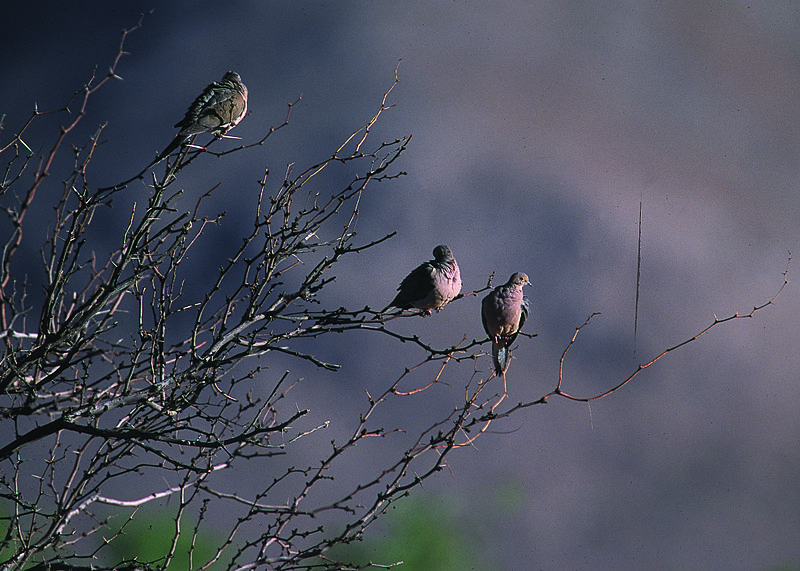 File:NRCSNM01038 - New Mexico (5267)(NRCS Photo Gallery).jpg