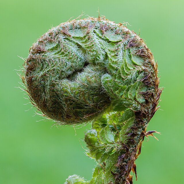 Crosse d'un polystic à soies.\n (définition réelle 3 456 × 3 456)