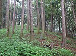 Nagae-Sakurayama Kofun Cluster Nagaesakurayama-1gou3.jpg