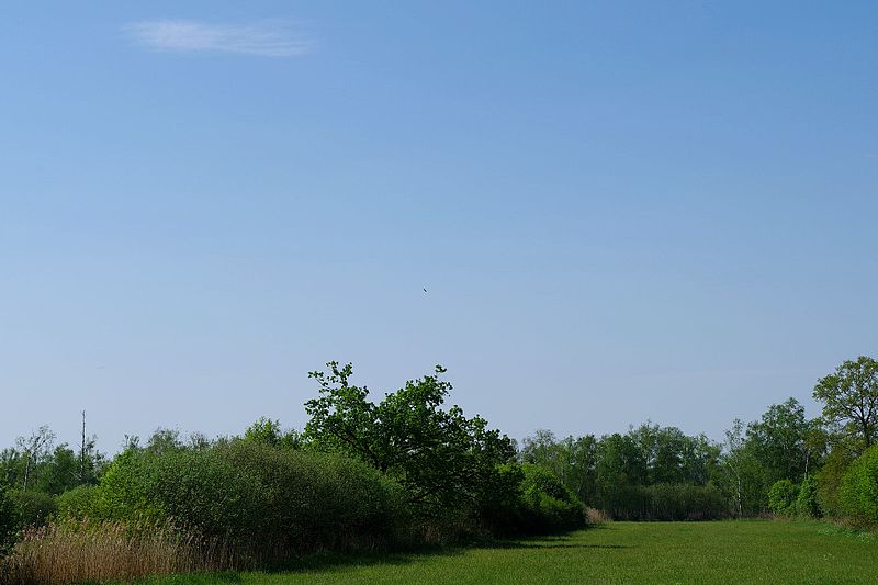 File:Nationalpark Müritz - an den Federower Dickungen - Blick Richtung Rederangsee (3).jpg