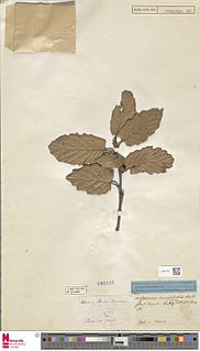 <i>Quercus crassifolia</i> Species of oak tree