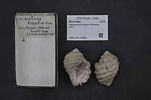 Naturalis Biodiversity Center - RMNH.MOL.198088 - Mexacanthina lugubris (Sowerby, 1821) - Muricidae - Moluska shell.jpeg