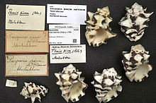 Naturalis Biodiversity Center - ZMA.MOLL.28159 - Thailand tuberosa (Röding, 1798) - Muricidae - Moluska shell.jpeg