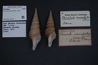 <i>Turris annulata</i> Species of gastropod