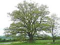 image=https://commons.wikimedia.org/wiki/File:Naturdenkmal_Landkreis_Kassel_6.33.215_2017-05-13_a.JPG