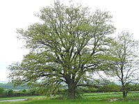 1 oak