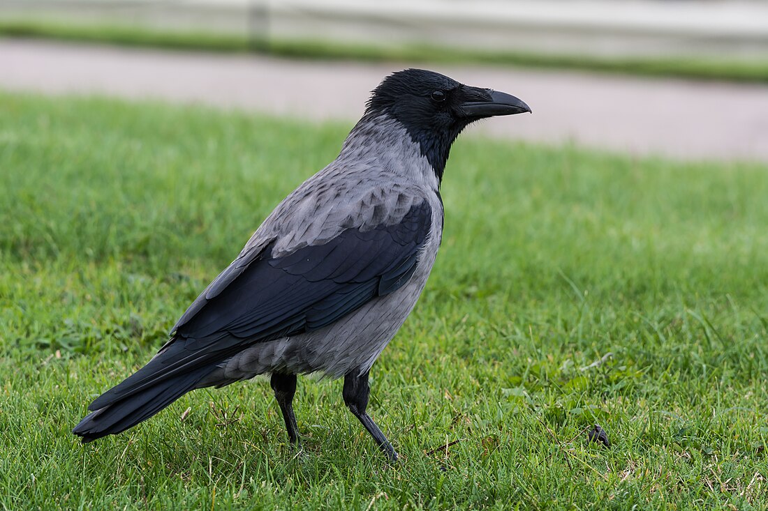 Hooded crow