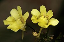 Nemesia versicolor 1DS-II 3-9027.jpg