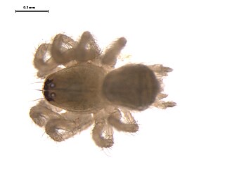 <i>Neoantistea</i> Genus of spiders