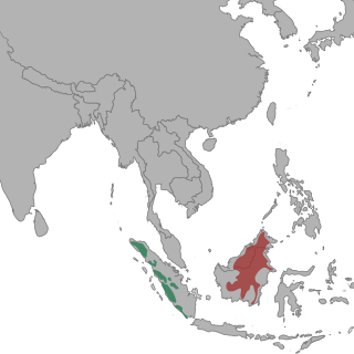 Penyebaran harimaw dahan Kalimantan