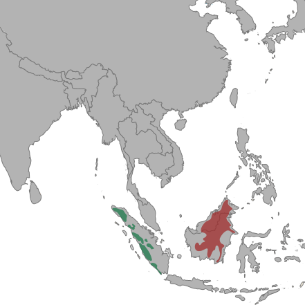 File:Neofelis diardi Locator Map.svg