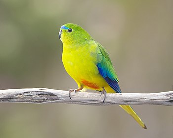 Самець виду Папужка травяний золоточеревий, рідкісний вид папуг, охороняється законом Австралії