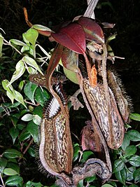 Nepenthes hamata11.jpg