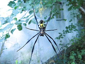 Descrierea imaginii Nephila fenestrata, păianjenul cu picioare negre, cu globul de aur, IMG 7108.JPG.