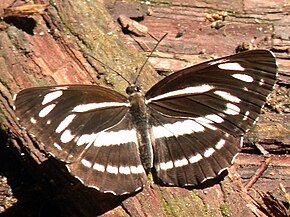 Beschrijving van de afbeelding Neptis philyra.jpg.