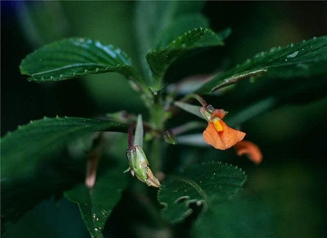 Impatiens walleriana – Wikipédia, a enciclopédia livre