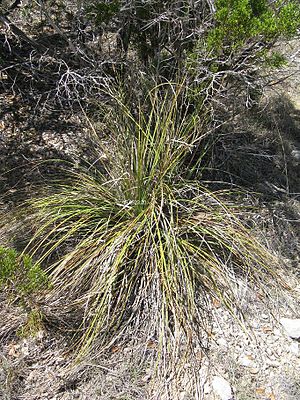 Nolina lindheimeriana in central Texas