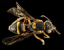 Nomada fervida, F, Back, St. Johns County, FL 2014-01-29-12.01.00 ZS PMax (12542499633).jpg