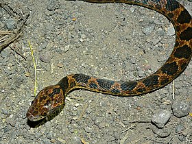 Northern Cat-eyed Snake (Leptodeira septentrionalis) (6944265278).jpg