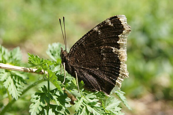 Image: Nymphalis Antiopa side view