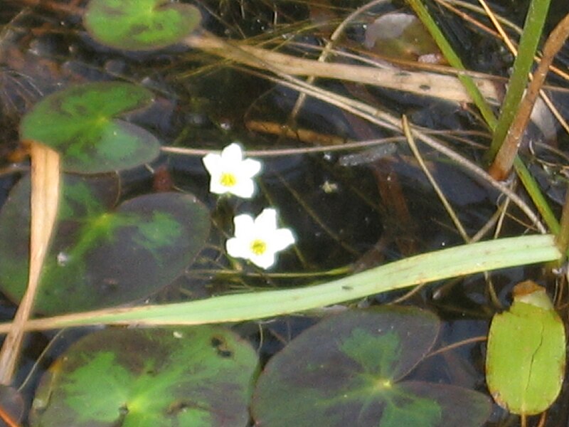 File:Nymphoides cordata 01.jpg