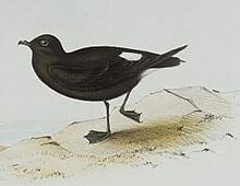 Old illustrations, such as this one by John Gould, were painted from skins, and showed petrels in improbable standing positions. Oceanite.tempete.jogo.jpg