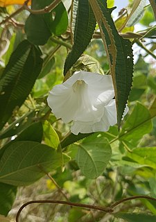 <i>Odonellia</i> Genus of flowering plant