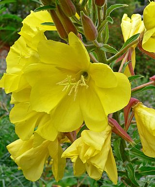 <i>Oenothera elata</i> Species of flowering plant