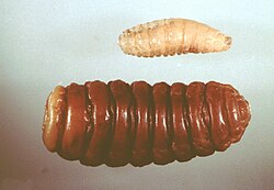 https://upload.wikimedia.org/wikipedia/commons/thumb/4/4a/Oestrus-ovis-larva.jpg/250px-Oestrus-ovis-larva.jpg