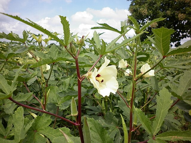 Whole plant with blossom and immature pod