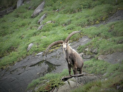 Old ibex in Vanoise National Park, France