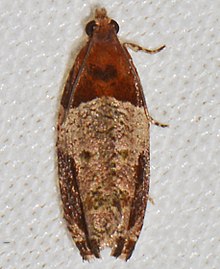 Olethreutes ferriferana - Hydrangea Leaftier Moth.jpg