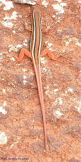 <i>Ophisops leschenaultii</i> Species of lizard