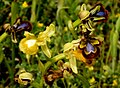 Ophrys speculum var. lutescens Spain - Mallorca
