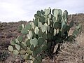 Opuntia chlorotica Pancake Prickly Pear