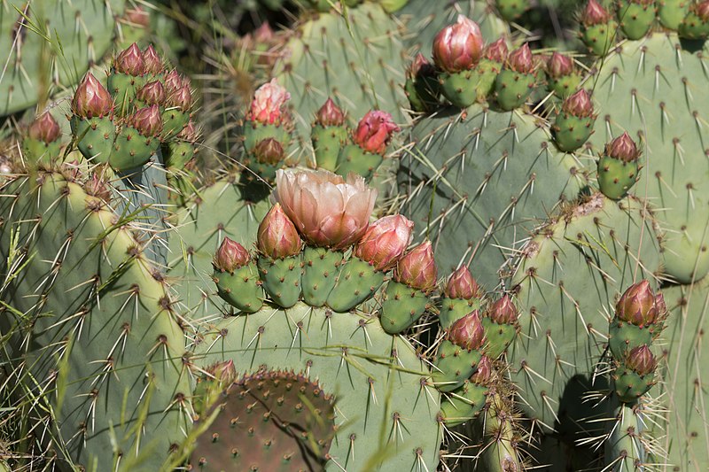 File:Opuntia engelmannii-Figuier de barbarie-20160427.jpg