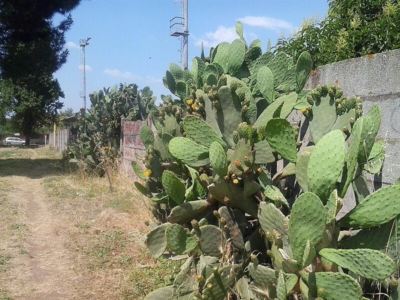 File:Opuntia ficus.jpg