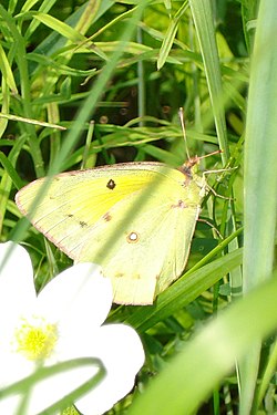 Orange Sulphur (Colias eurytheme)