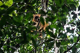 Orangutan Tapanuli