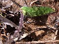 Caladenia minorata Australia - Ku-ring-gai Chase National Park