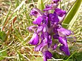 Anacamptis morio Germany - Ittersbach