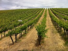 The original 1986 Syrah vines at Red Willow, the first planting of the variety in Washington State. Original 1986 Syrah planting at Red Willow.jpg