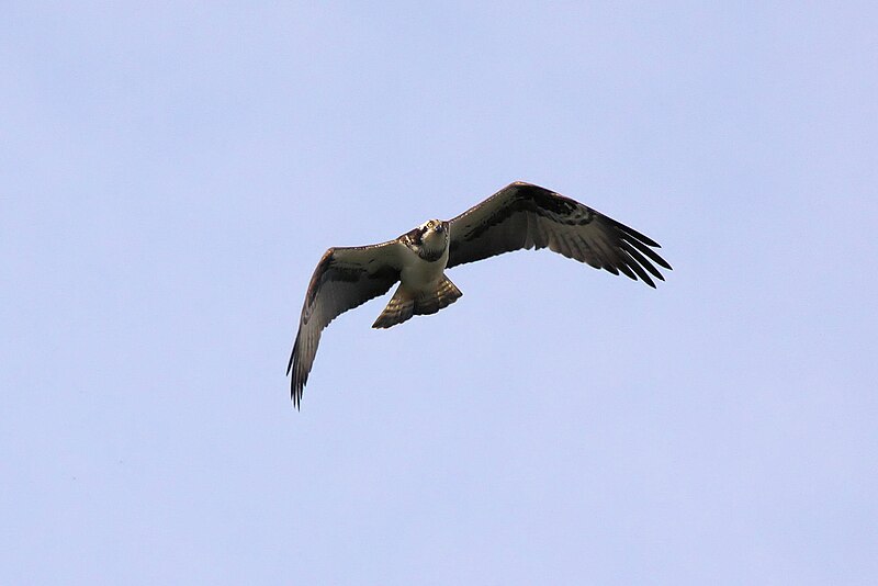 File:Osprey - Rutland Water April 2010 (4512418066).jpg