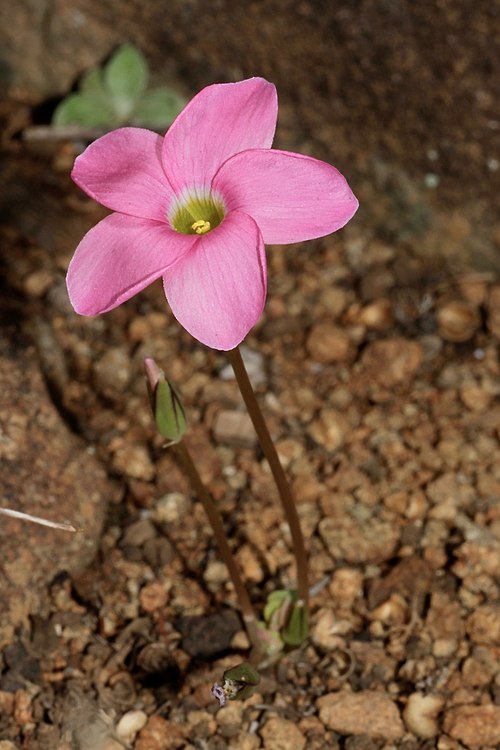 Oxalis palmifrons суккулент