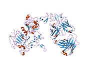 1n8z: ساختار کریستالی دومِـین خارج‌سلولی کمپلکسِ پروتئینی HER2 انسان با ناحیهٔ Fab داروی هِرسپتین