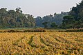 * Nomination Paddy stubble in valley, coffee shade trees in the background, Balamuri, Coorg --Tagooty 01:57, 17 February 2024 (UTC) * Promotion  Support Good quality. --Johann Jaritz 05:10, 17 February 2024 (UTC)